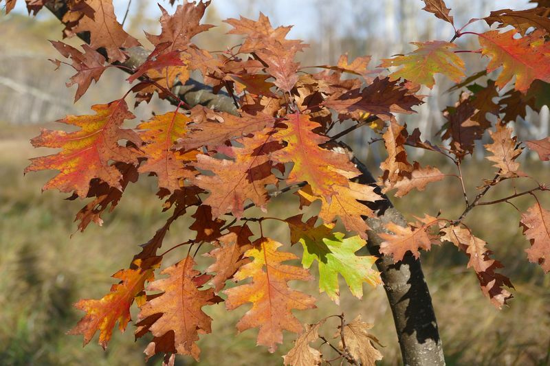 Click to See Next Image