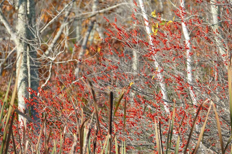 Click to See Next Image