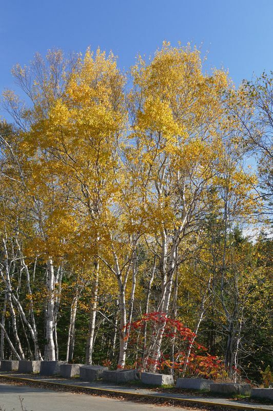 Click to See Next Image