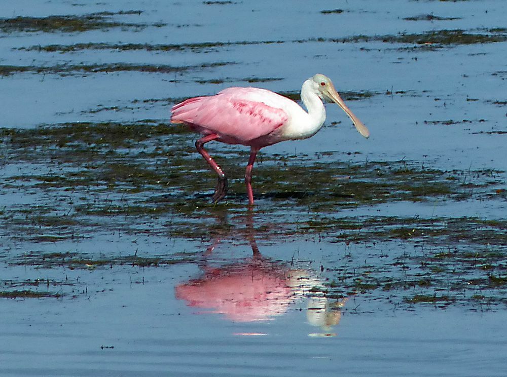 Click to See Next Image