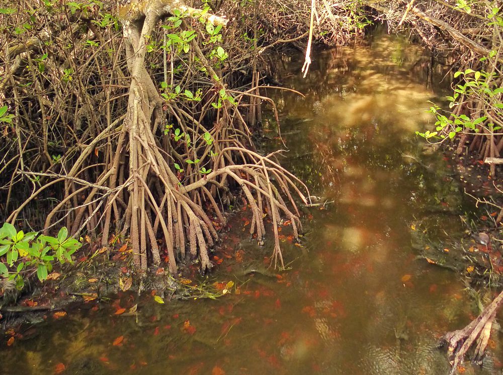 Click to See Next Image