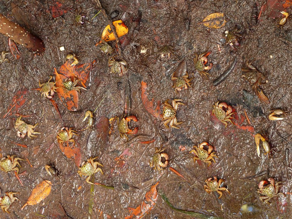 Click to See Next Image