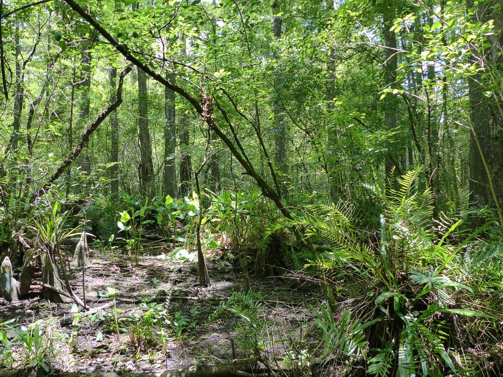 Click to See Next Image