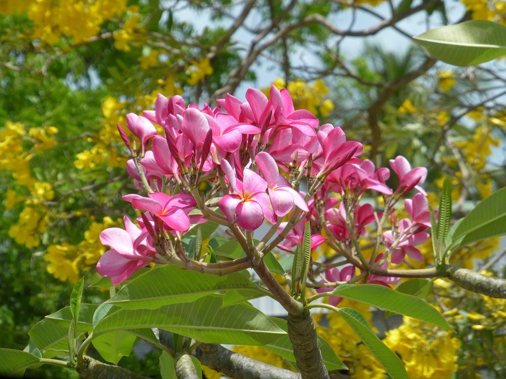 Click to See Next Image