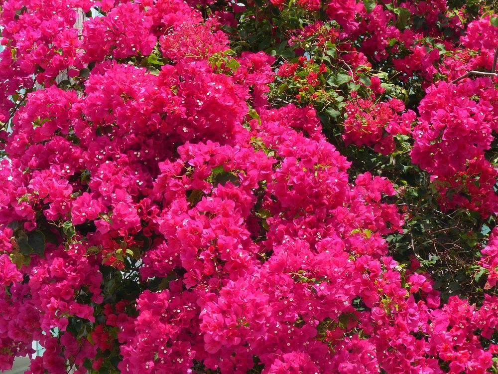 Click to See Next Image