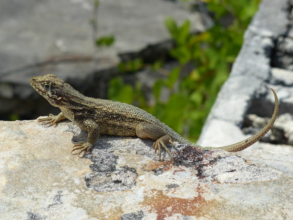 Click to See Next Image