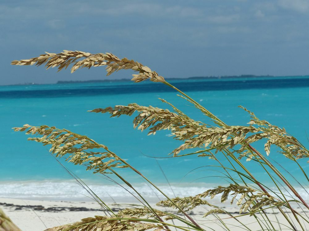 Click to See Next Image