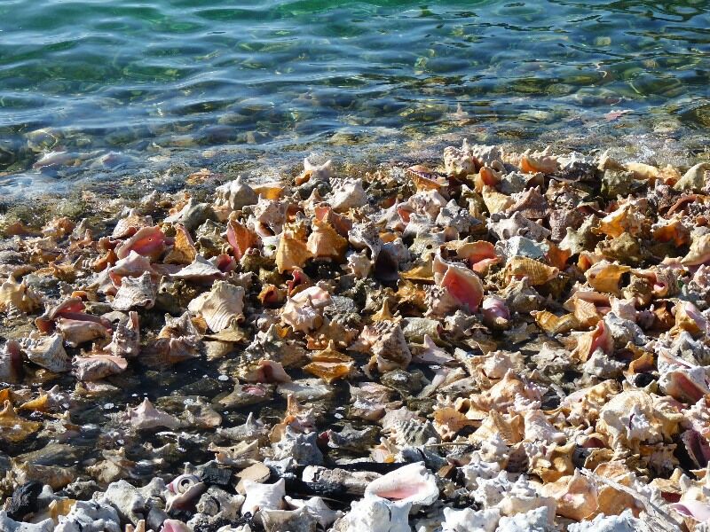 Click to See Next Image