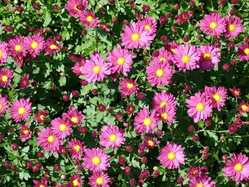 Click to See Next Image