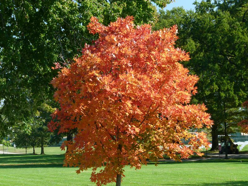 Click to See Next Image