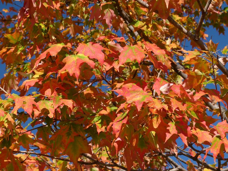 Click to See Next Image