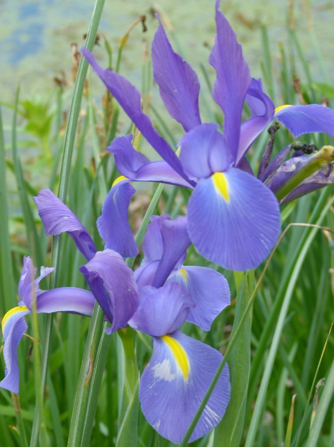 Click to See Next Image