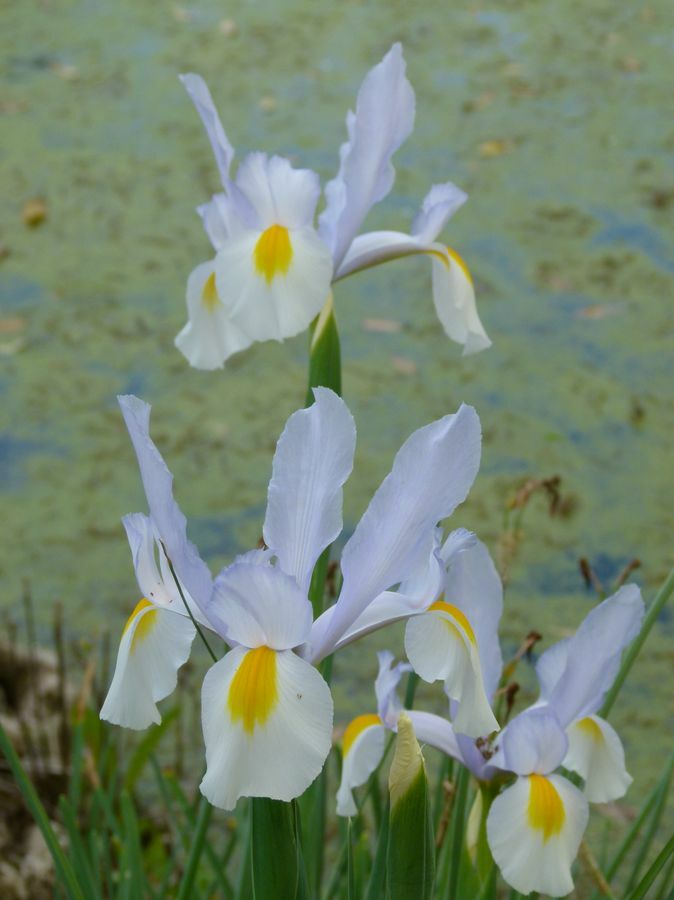 Click to See Next Image