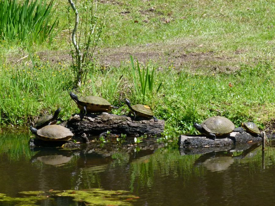 Click to See Next Image