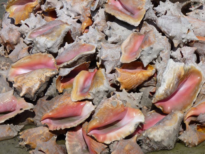 Click to See Next Image