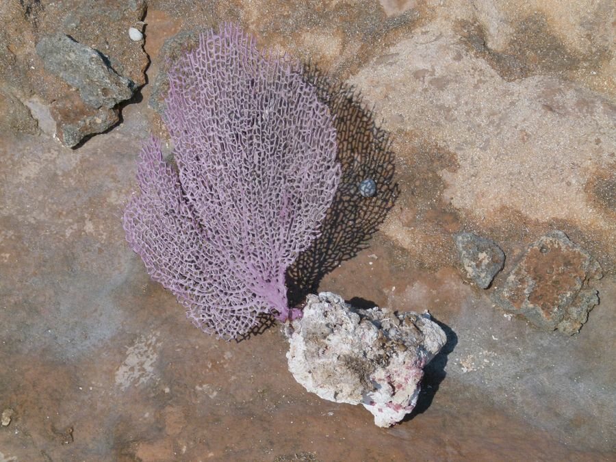 Click to See Next Image