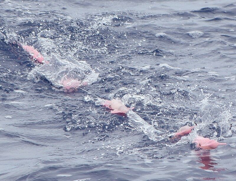 Click to See Next Image