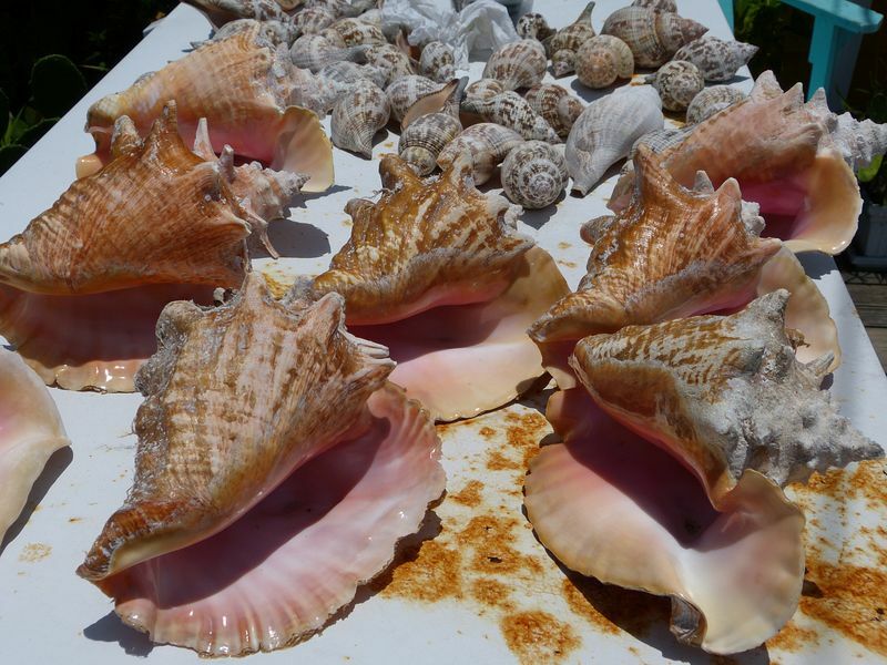 Click to See Next Image