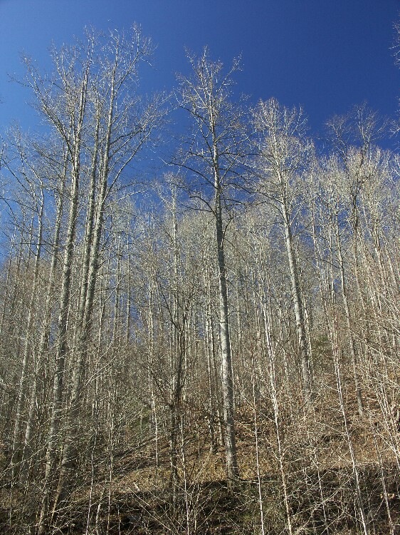 Click to See Next Image