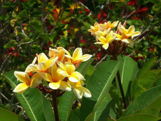 Click to See Next Image