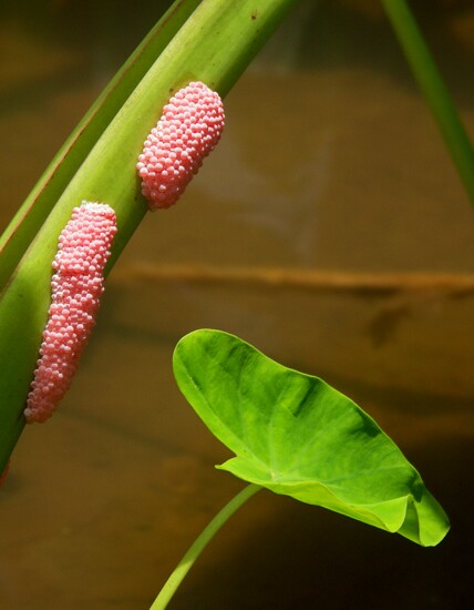 Click to See Next Image