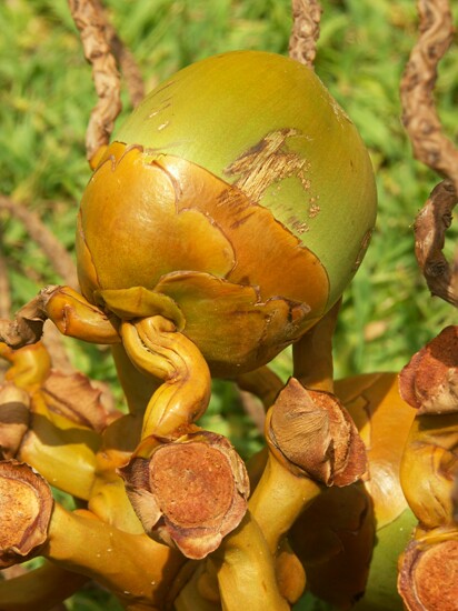 Click to See Next Image