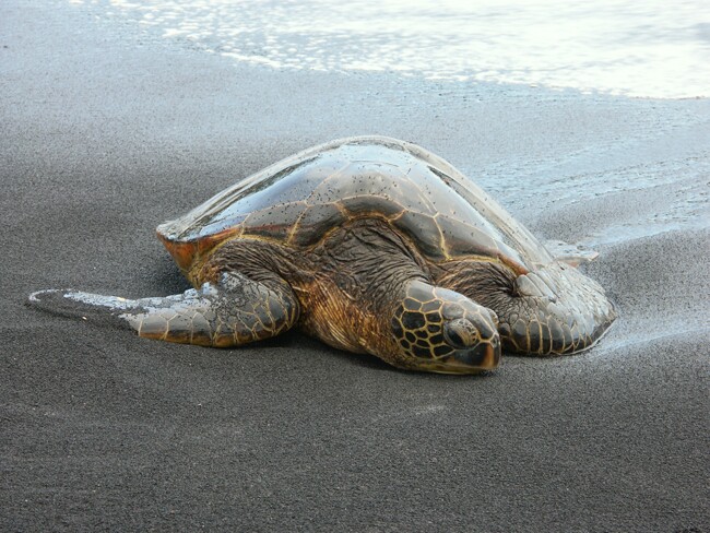 Click to See Next Image