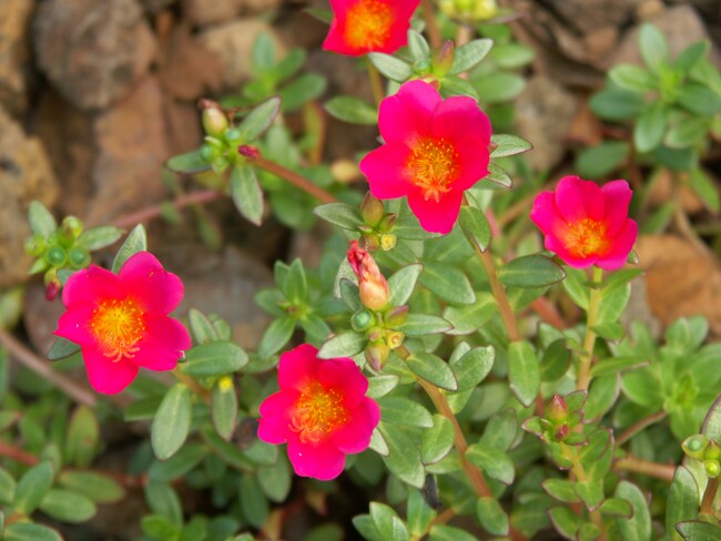 Click to See Next Image