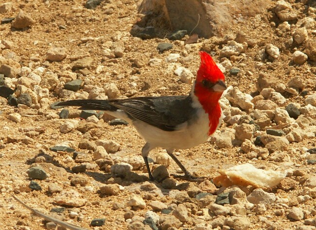 Click to See Next Image