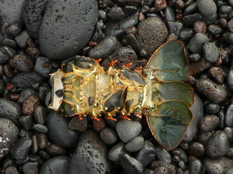 Click to See Next Image