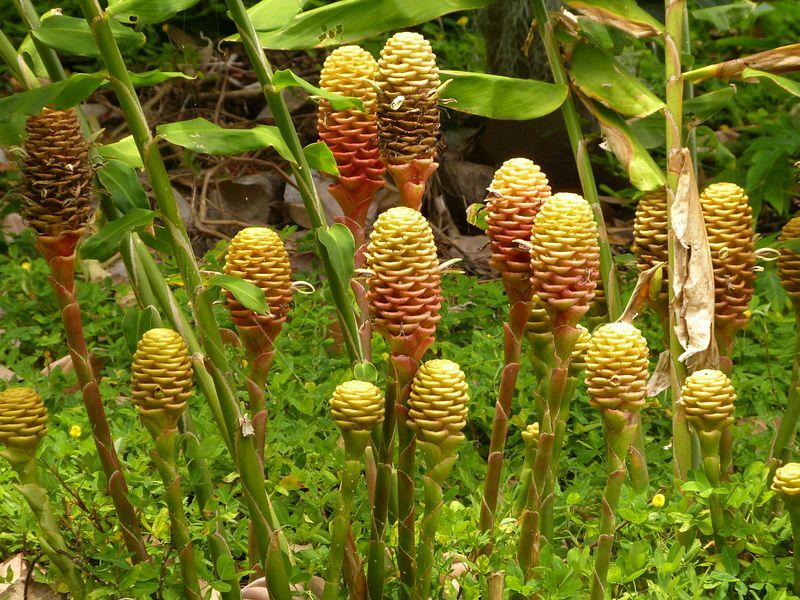 Click to See Next Image