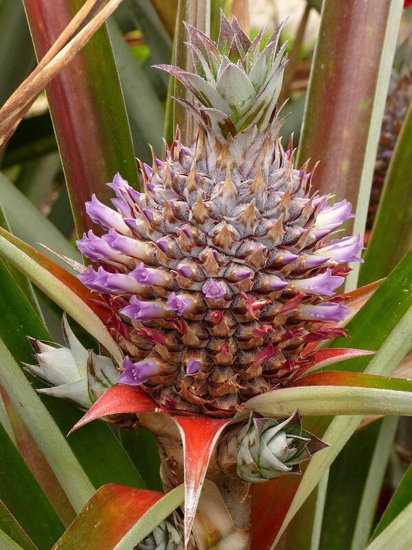 Click to See Next Image