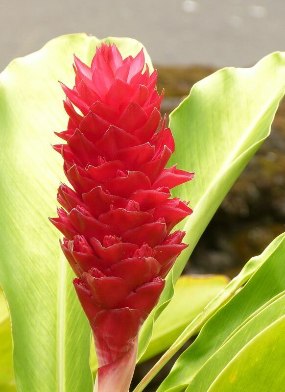 Click to See Next Image