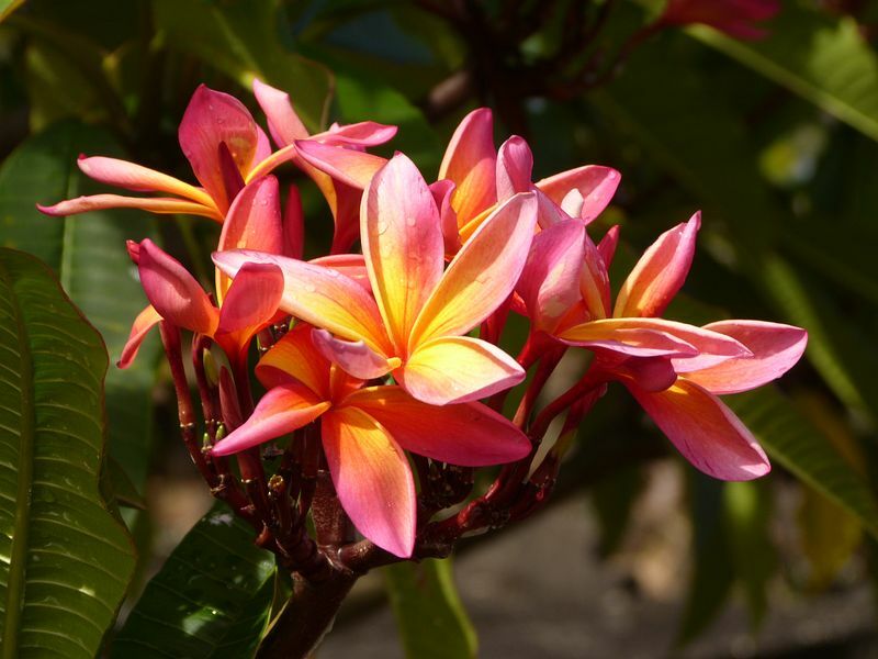 Click to See Next Image