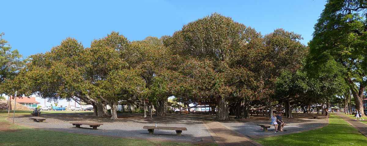 Click to See Next Image