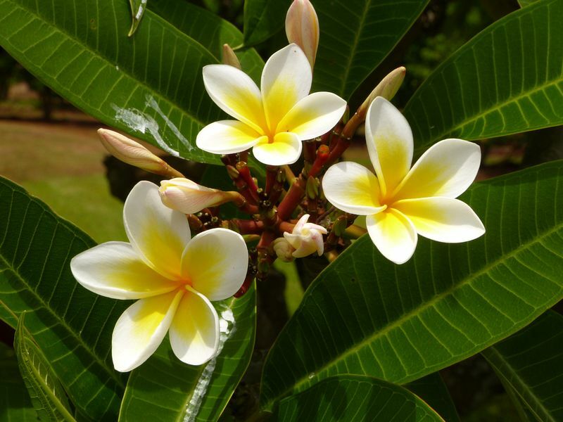 Click to See Next Image