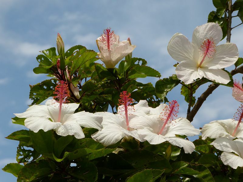 Click to See Next Image