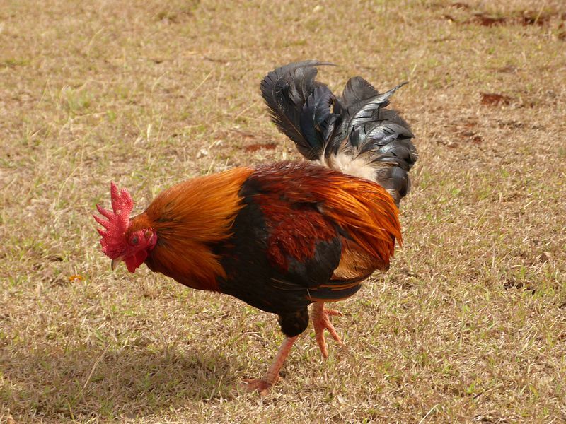 Click to See Next Image