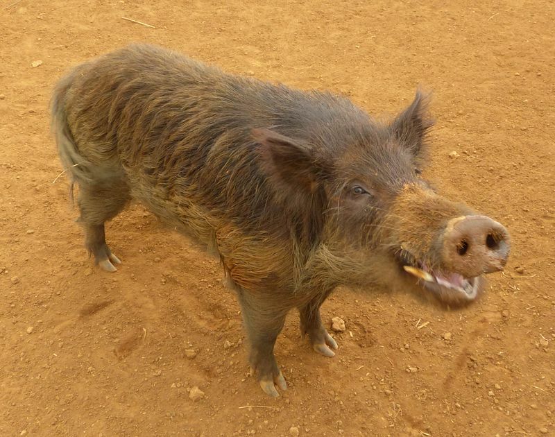 Click to See Next Image