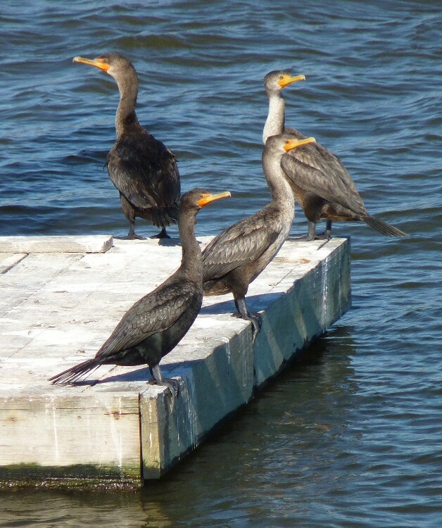 Click to See Next Image