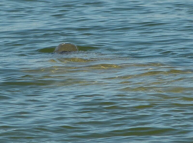 Click to See Next Image