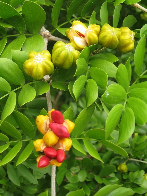 Click to See Next Image