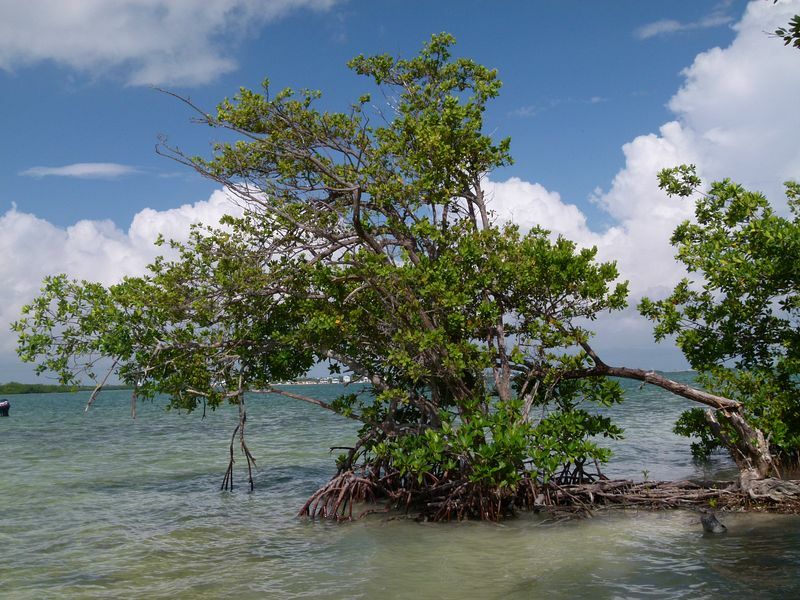 Click to See Next Image