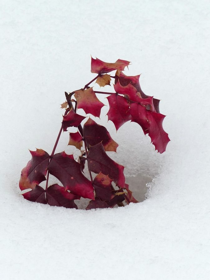 Click to See Next Image