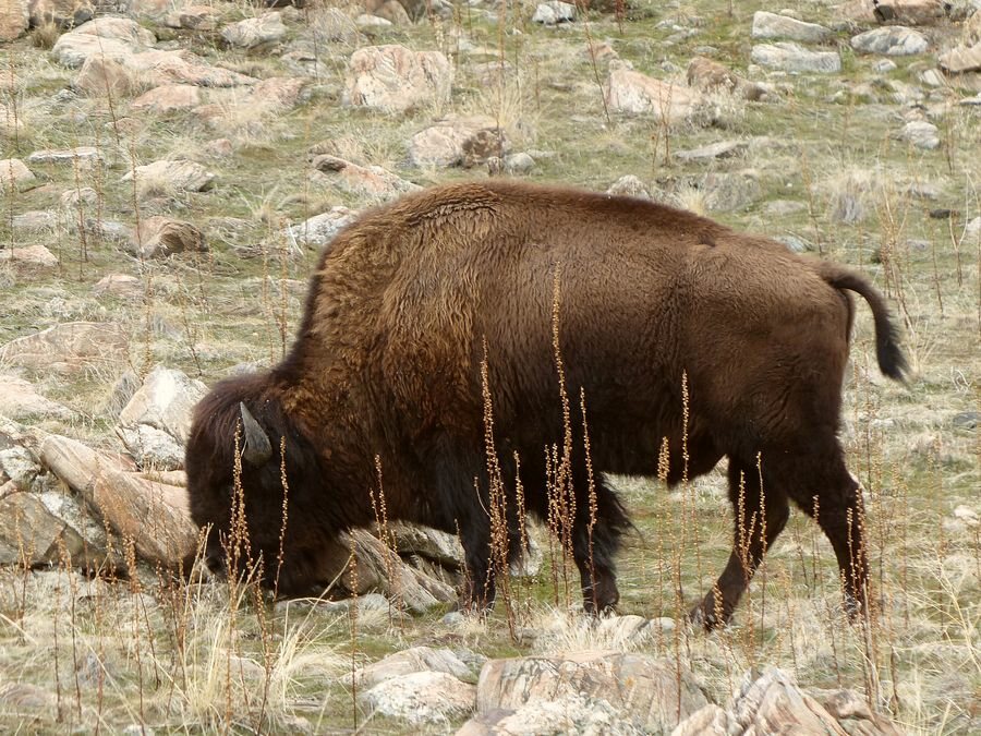 Click to See Next Image