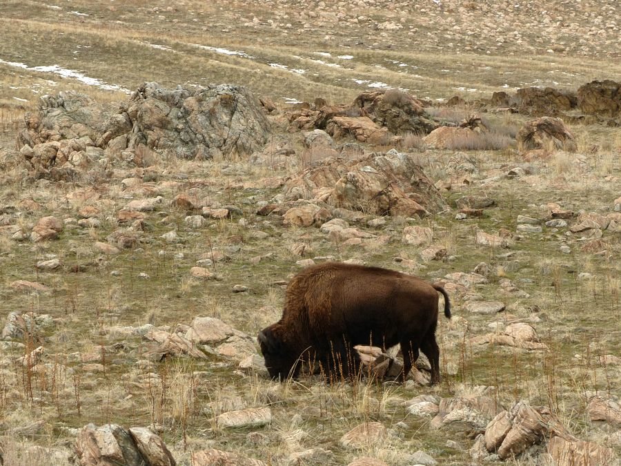 Click to See Next Image