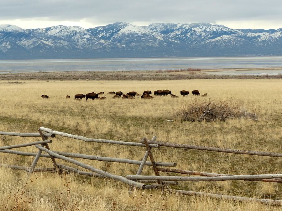 Click to See Next Image