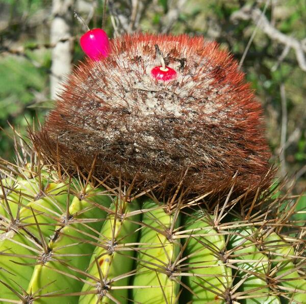 Click to See Next Image