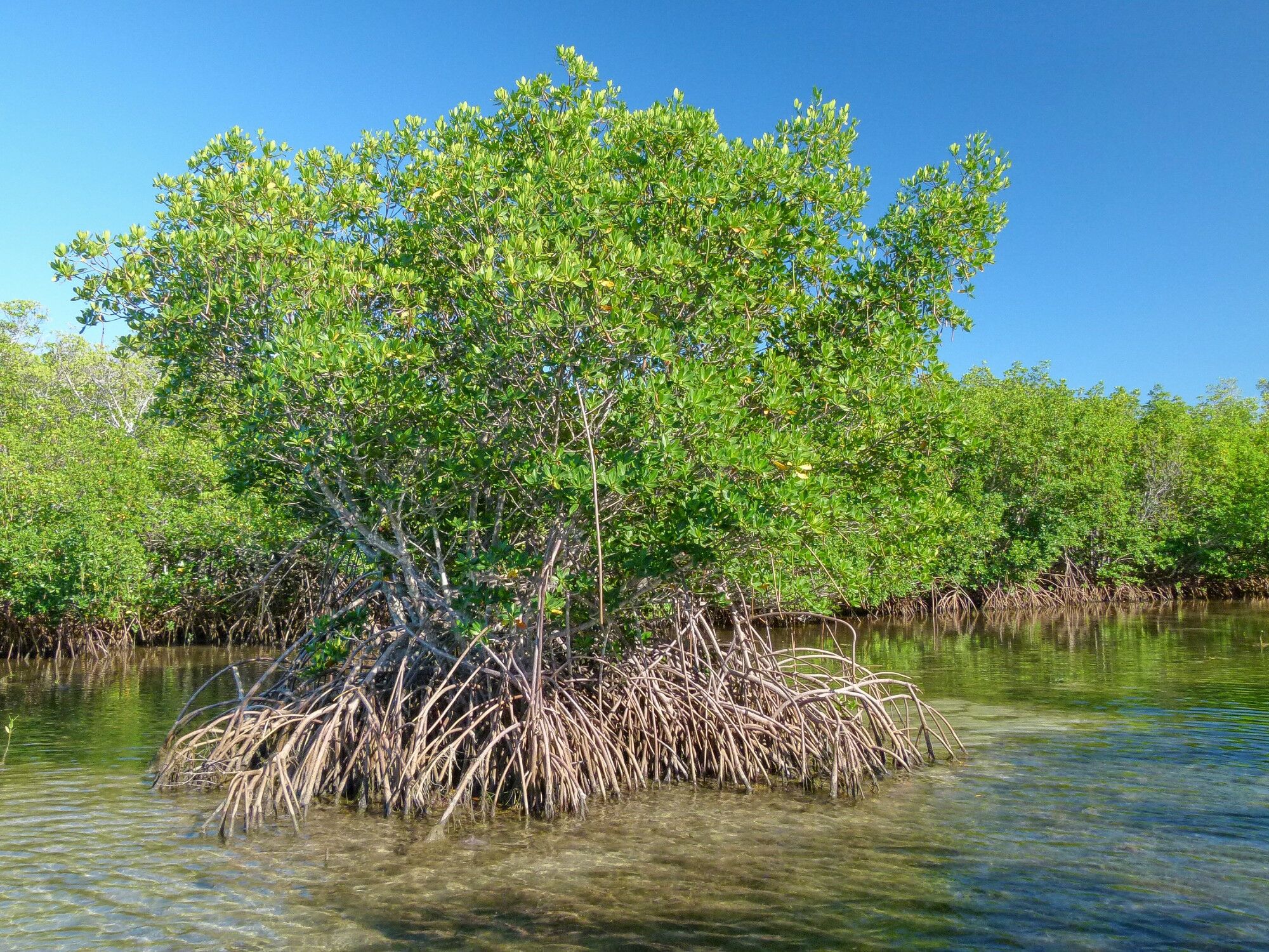 Click to See Next Image