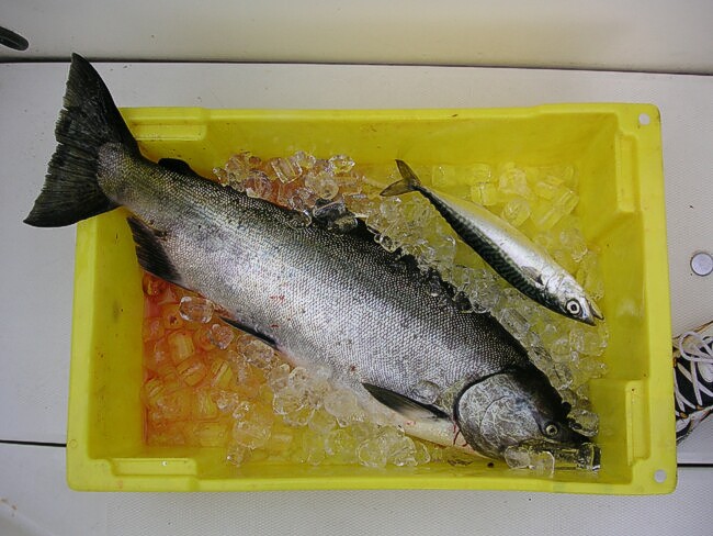 Click to See Next Image